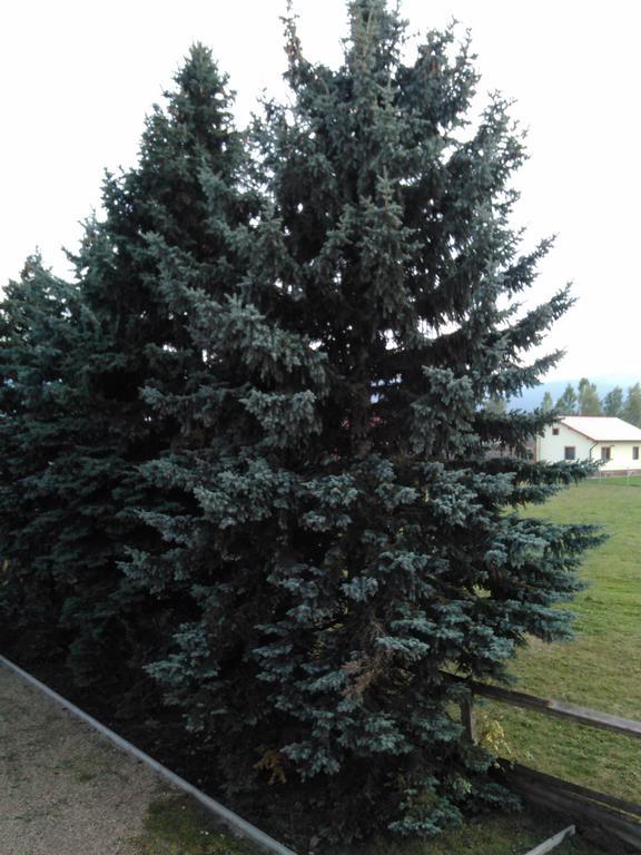 Hotel Ezüstfenyő Agroturisztikai Panzió Borzont Exterior foto